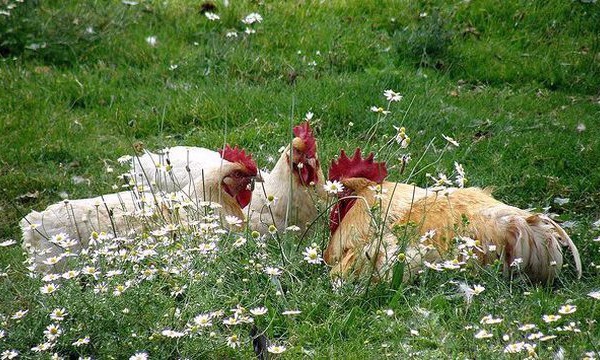 IMAGE DU JOUR: Cercle de poules