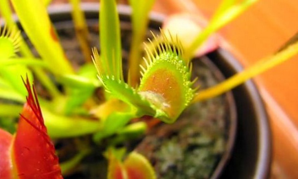 L'IMAGE DU JOUR: Plante carnivore