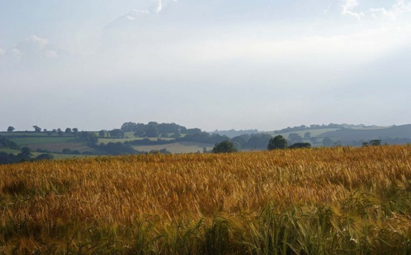 Tension sur les marchés céréaliers suite à la nouvelle hausse des cours