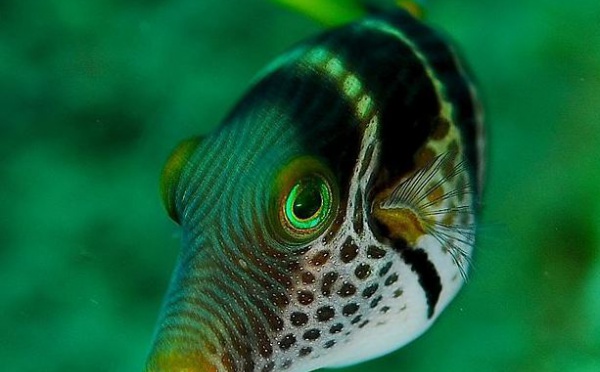 L'IMAGE DU JOUR: Canthigaster valentini