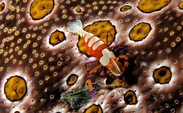 L'IMAGE DU JOUR: Concombre de mer et décapode