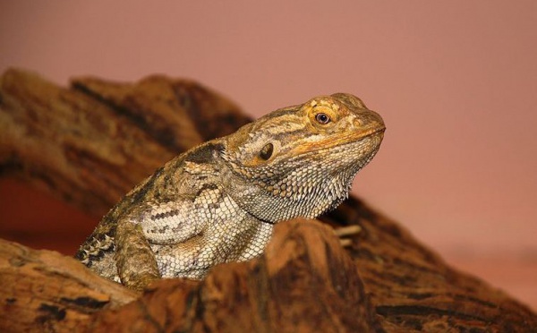 L'IMAGE DU JOUR: Dragon barbu