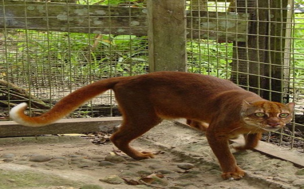 L'IMAGE DU JOUR: Chat bai