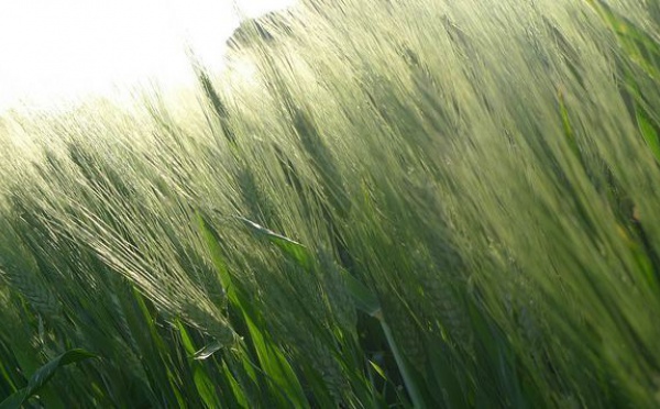 HAUSSE DE LA PRODUCTION MONDIALE DE BLÉ EN 2011