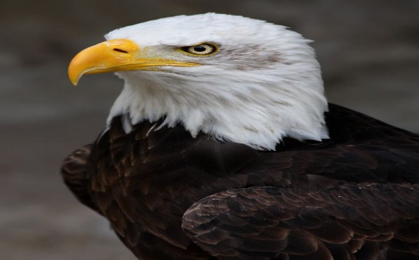 L'IMAGE DU JOUR: Pygargue