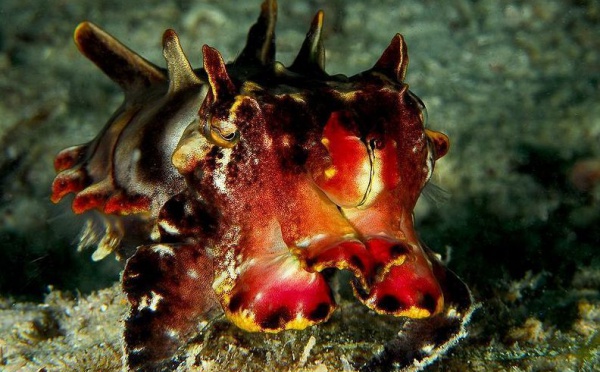 L'IMAGE DU JOUR: Une seiche flamboyante, un poisson d'avril?