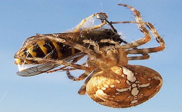 L'IMAGE DU JOUR: Epaire diadème