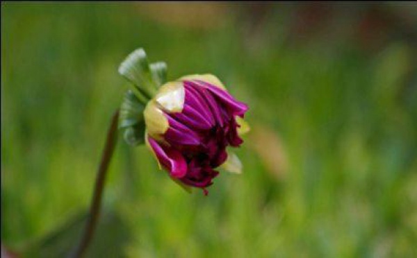 Des femmes libanaises