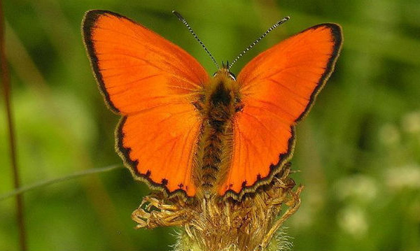 IMAGE DU JOUR: Cuivré de la verge-d'or