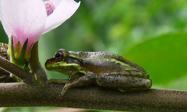 IMAGE DU JOUR: Hyla