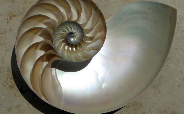 L'IMAGE DU JOUR: Nautile