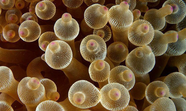 IMAGE DU JOUR: Anémone bulle