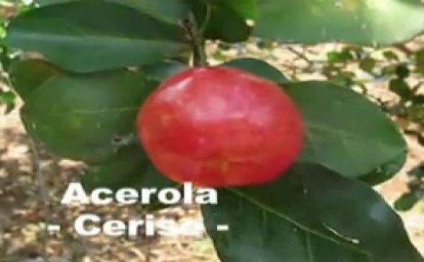 Pourquoi sommes-nous malades ?