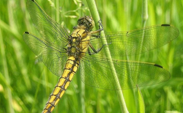 L'IMAGE DU JOUR: Libellule jaune