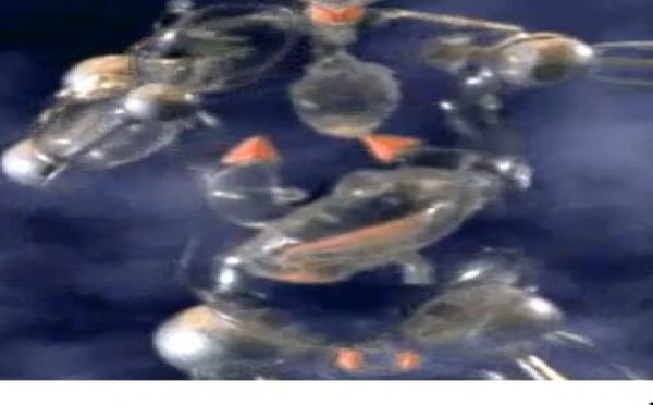 De l'innocence à la découverte sexuelle