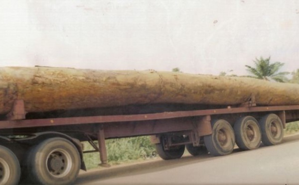 DOSSIER: La déforestation sauvage aggrave le changement climatique -1-