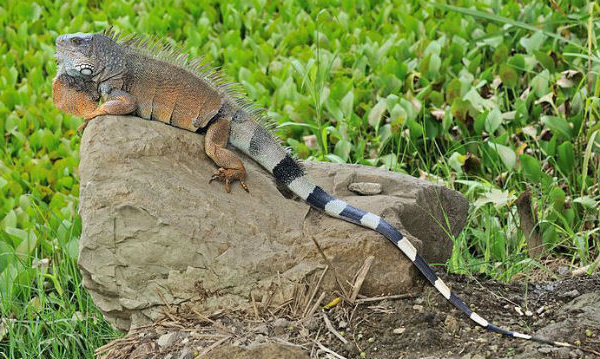 IMAGE DU JOUR: Iguane vert