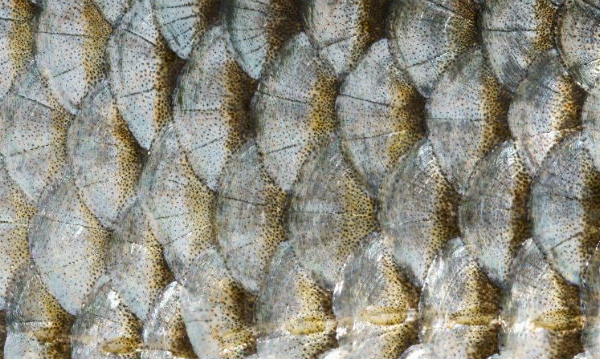 IMAGE DU JOUR: Écailles