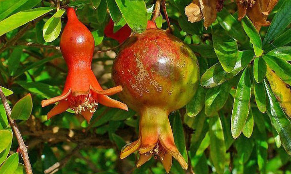 IMAGE DU JOUR: Grenadier