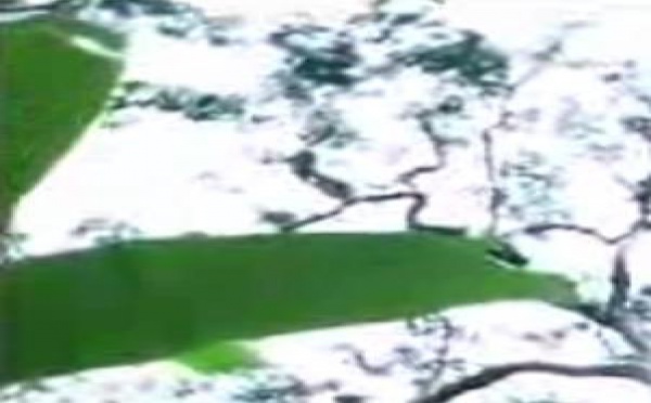 DOSSIER: La déforestation sauvage aggrave le changement climatique -2-