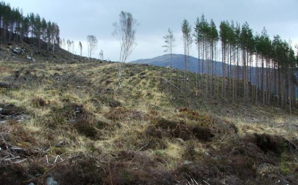 DOSSIER: La déforestation sauvage aggrave le changement climatique -3-