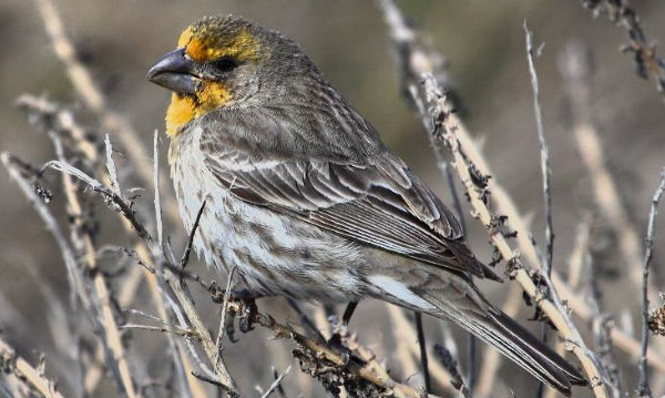 IMAGE DU JOUR: Roselin