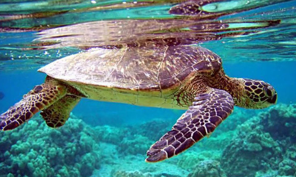 IMAGE DU JOUR: Tortue verte sous l'eau