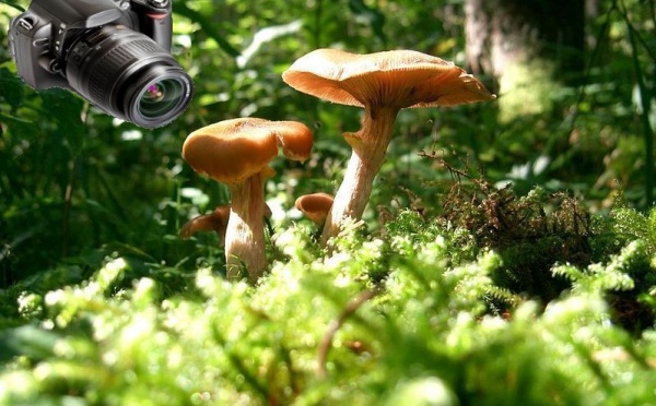 L'IMAGE DU JOUR: A vos appareils photo!