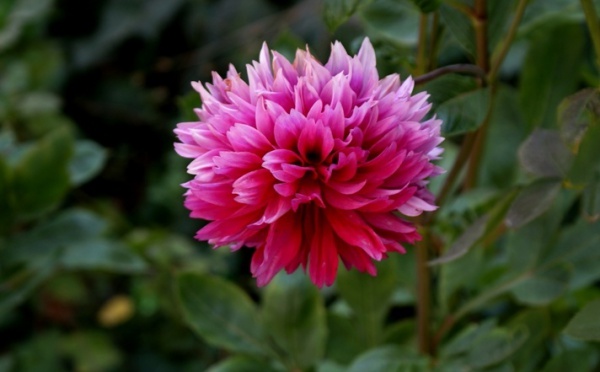 L’IMAGE DU JOUR – DAHLIA