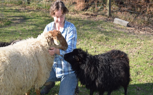 Katell Lorre instaure le co-pâturage sur la lande du Cap Fréhel