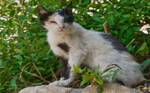 Entretien avec un chat