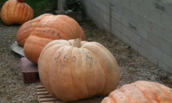 IMAGE DU JOUR - Citrouilles, potirons et tomates géantes