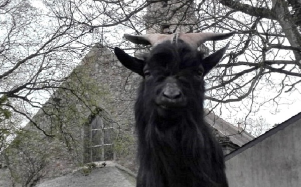 Un bouc sous un clocher