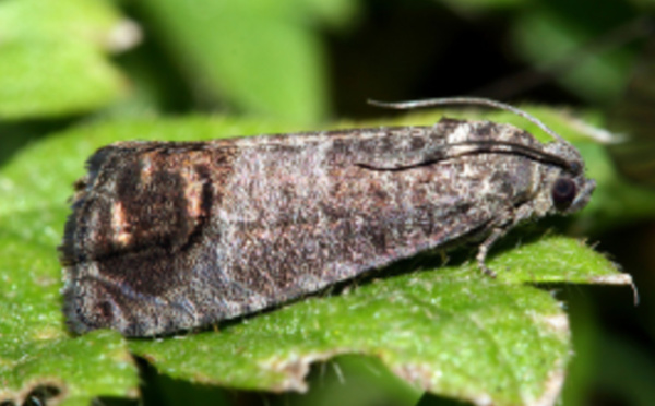 Des alternatives aux traitements phytosanitaires