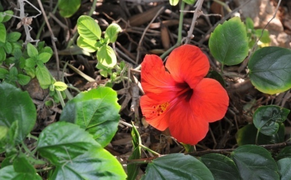 L’IMAGE DU JOUR – Rayonnante dans sa solitude