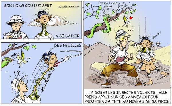 DESSIN DE PRESSE: La femme-girafe est entomophage, pas végétarienne !