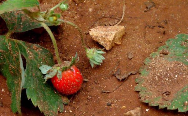 L’IMAGE DU JOUR – Fraises