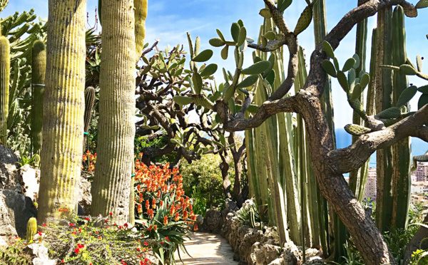 Le Jardin exotique de Monaco
