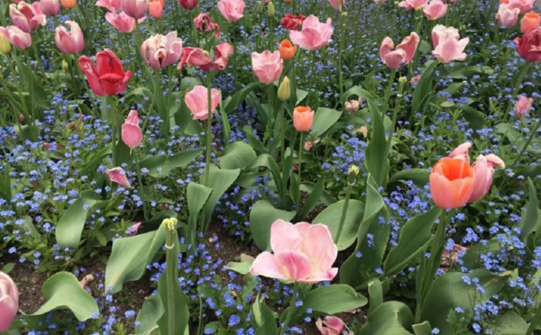 Giverny : l’écrin de verdure de Claude Monet
