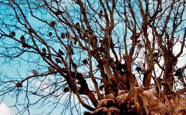 L’IMAGE DU JOUR – L’arbre aux oiseaux
