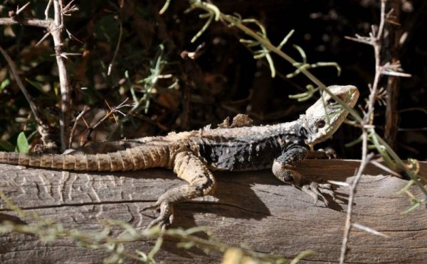 L’IMAGE DU JOUR – Le lézard et la fourmi