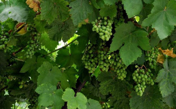 L’IMAGE DU JOUR – Raisins verts