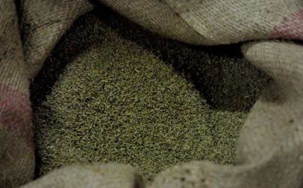 L’IMAGE DU JOUR – Graines d’anis