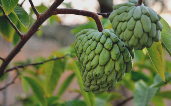 L’IMAGE DU JOUR – Atte (pomme pannelle)