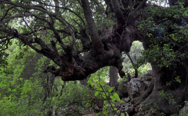 L’IMAGE DU JOUR – Dans la forêt