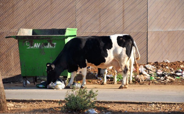 L’IMAGE DU JOUR – Les vaches métropoles