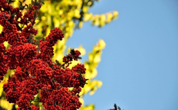 L’IMAGE DU JOUR – Les baies