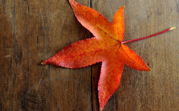 L’IMAGE DU JOUR – Inscrites sur les feuilles