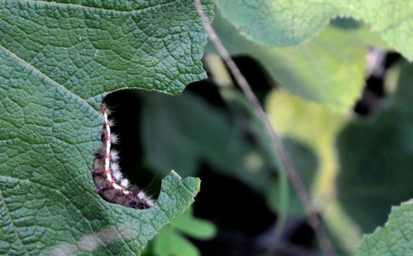 L’IMAGE DU JOUR – Chenille