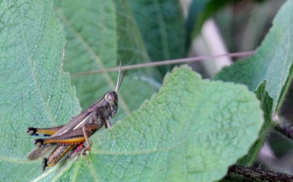 L’IMAGE DU JOUR – Sauterelle